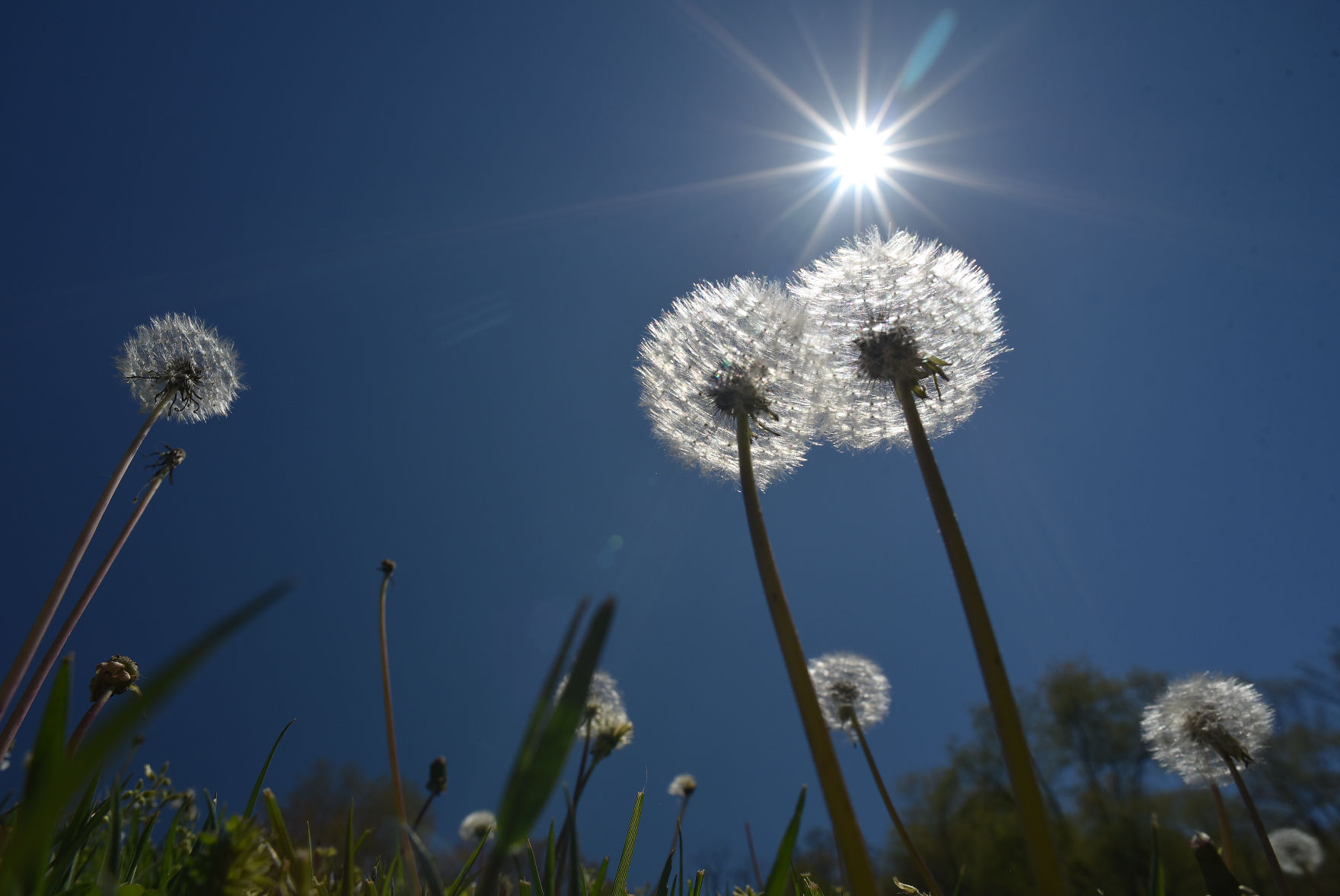 Dandelions-02